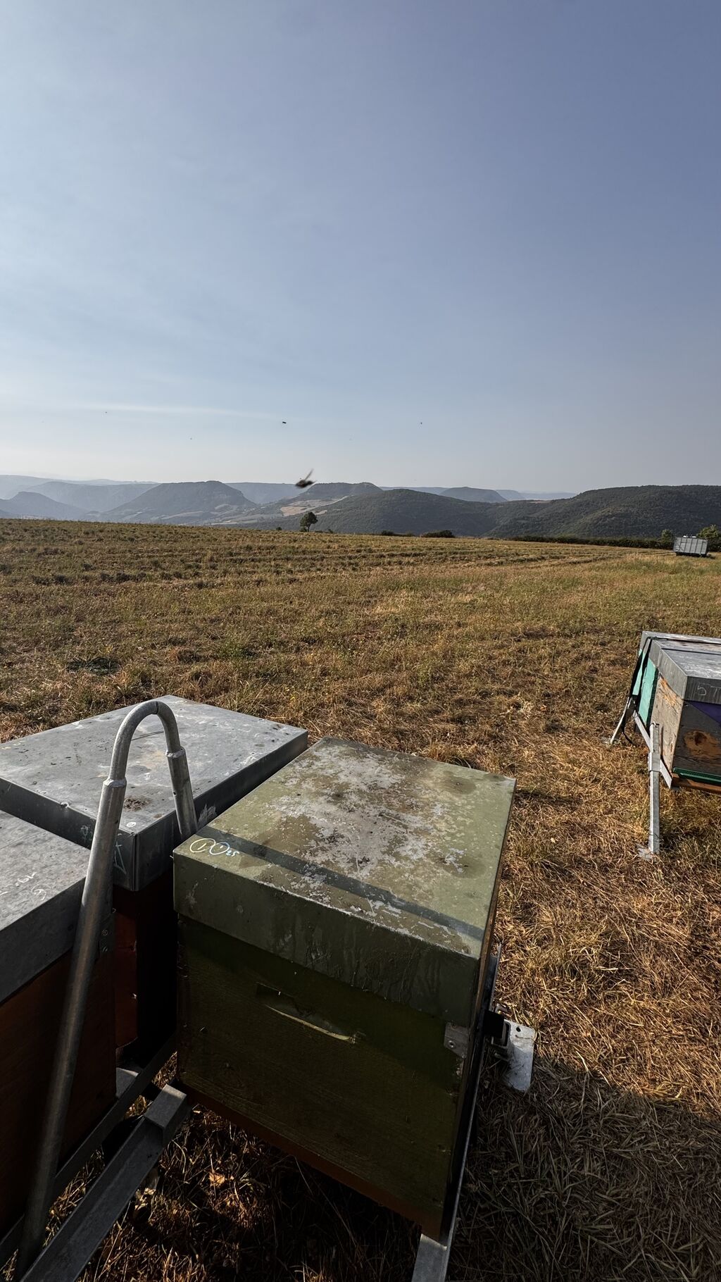 La ruche Lou pichòt