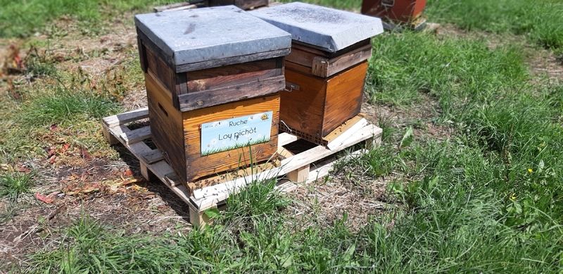 La ruche Lou pichòt