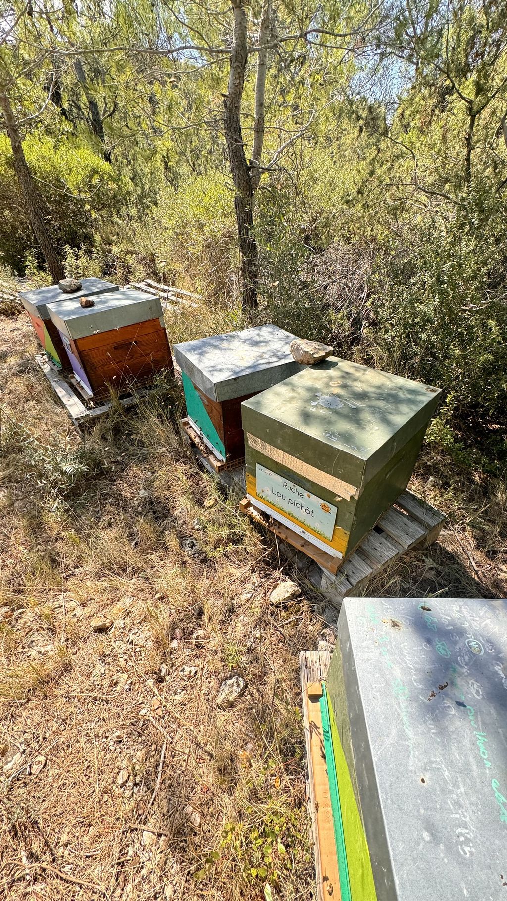 La ruche Lou pichòt