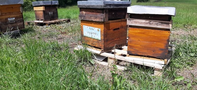 La ruche Lou pichòt