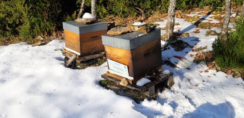 La ruche Lou pichòt