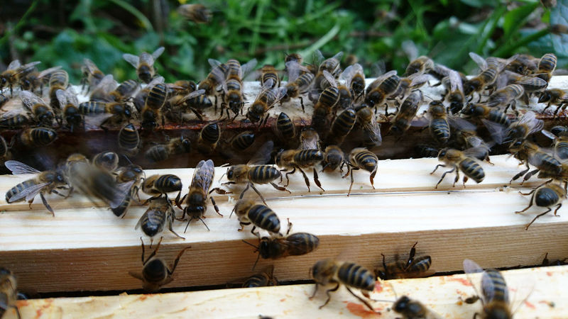 La ruche Himiltrude parrainée