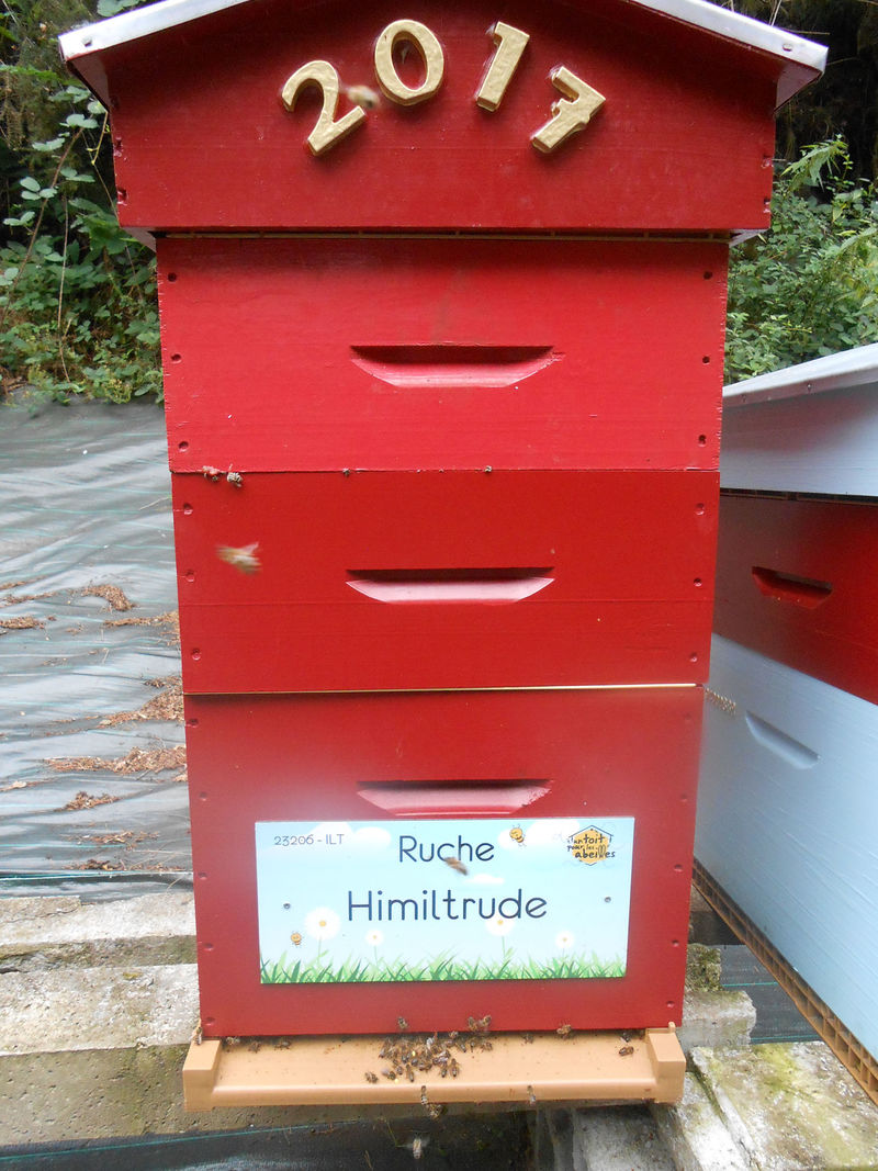 La ruche Himiltrude