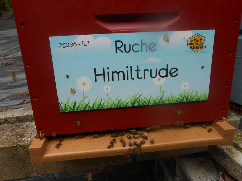 La ruche Himiltrude