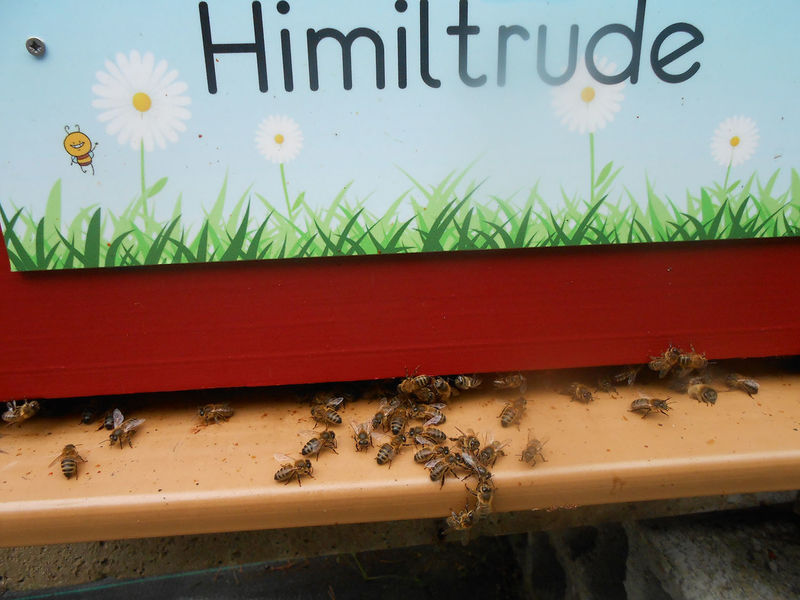 La ruche Himiltrude parrainée