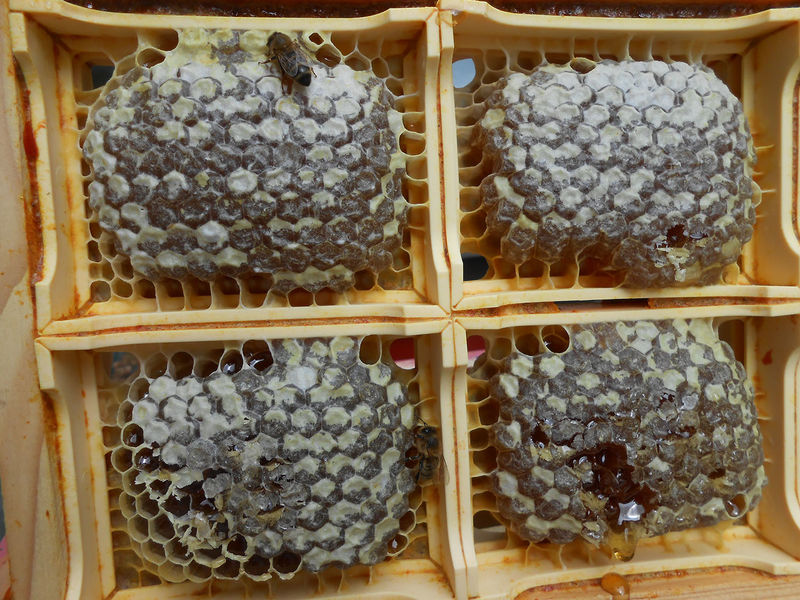 La ruche Désirée de Lombardie