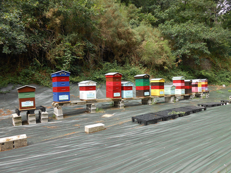 La ruche Désirée de Lombardie