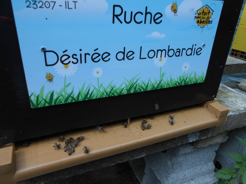 La ruche Désirée de Lombardie