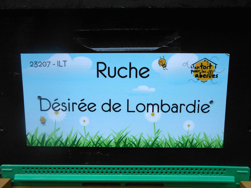 La ruche 