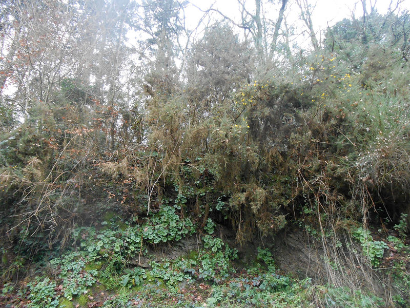 La ruche Désirée de Lombardie