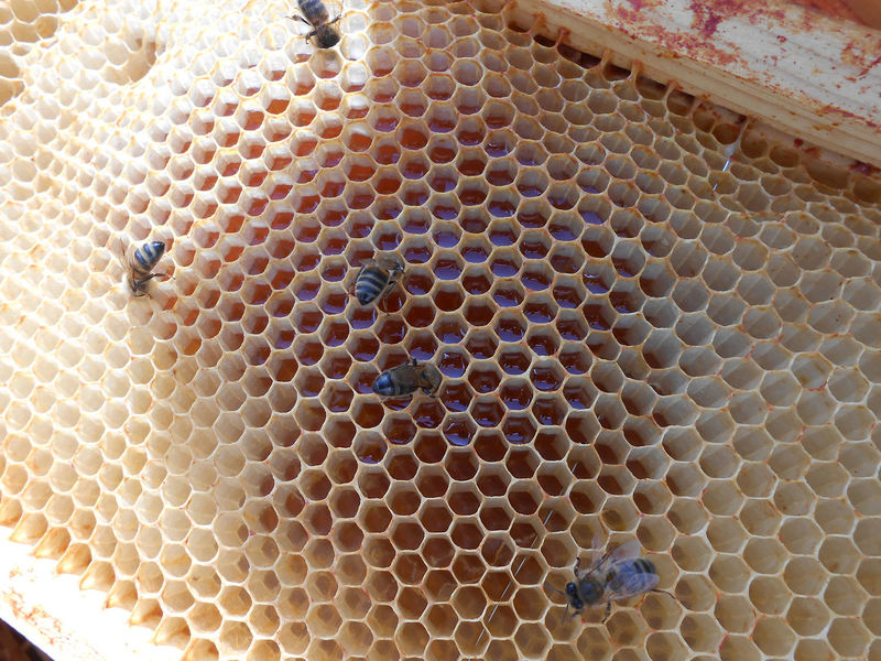 La ruche Désirée de Lombardie