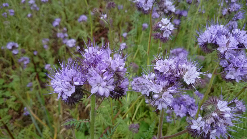 La ruche Désirée de Lombardie