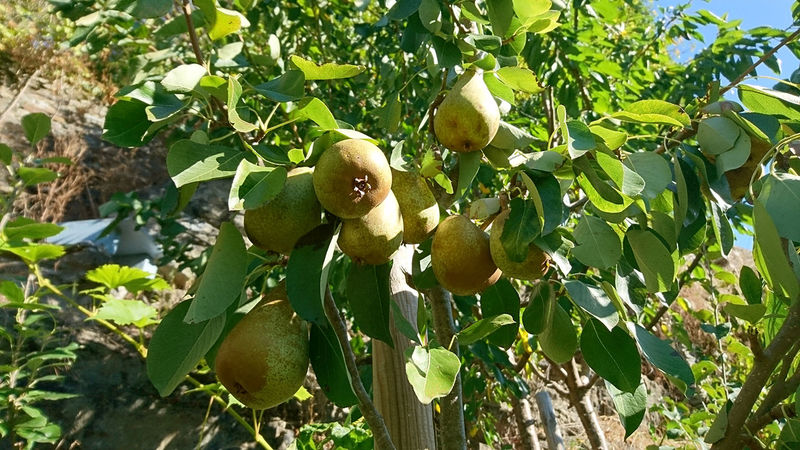 La ruche Désirée de Lombardie