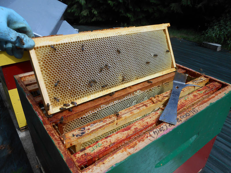 La ruche Désirée de Lombardie