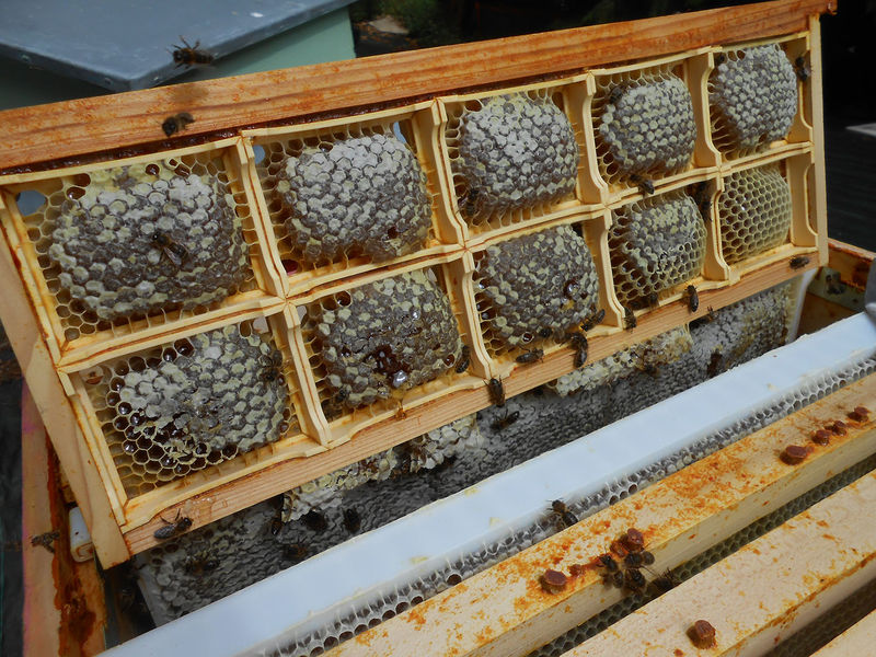 La ruche Désirée de Lombardie