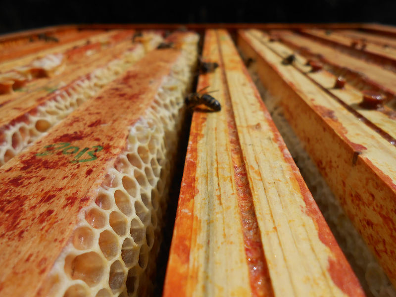 La ruche Hildegarde de Vintzgau