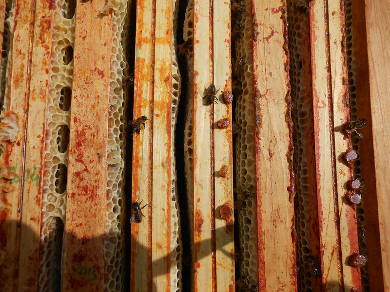 La ruche Hildegarde de Vintzgau