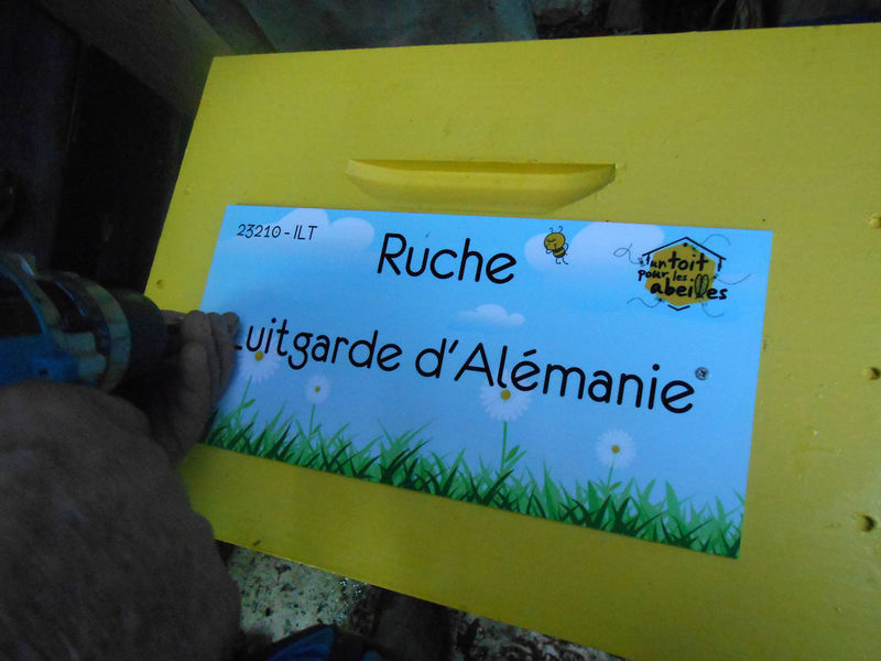 La ruche 