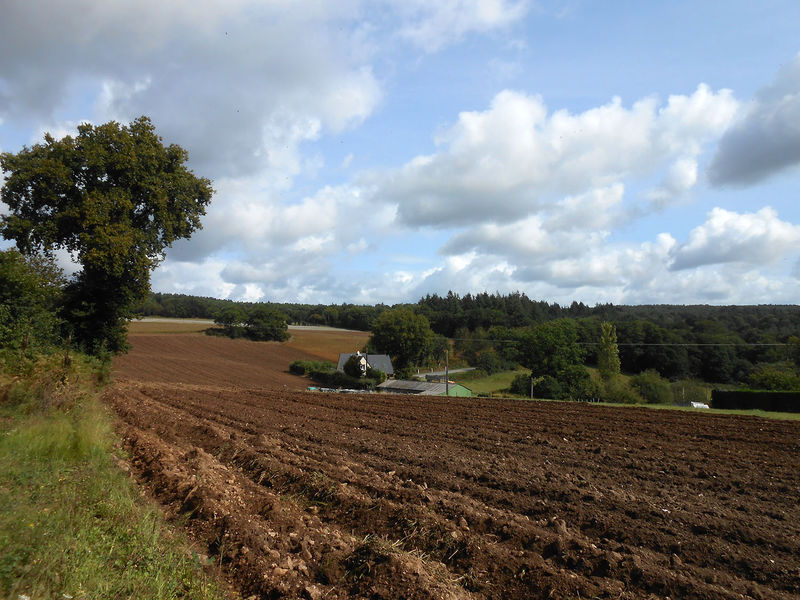 La ruche Luitgarde d