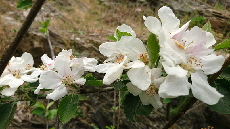 La ruche Luitgarde d