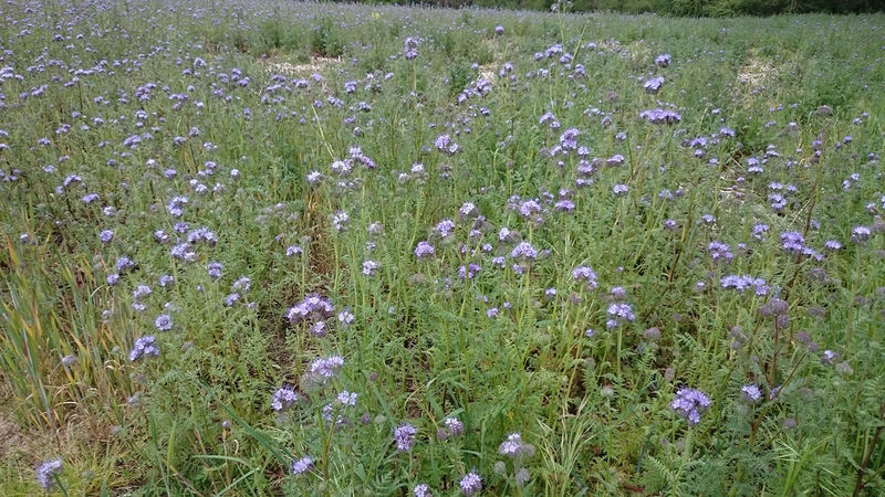 La ruche Luitgarde d