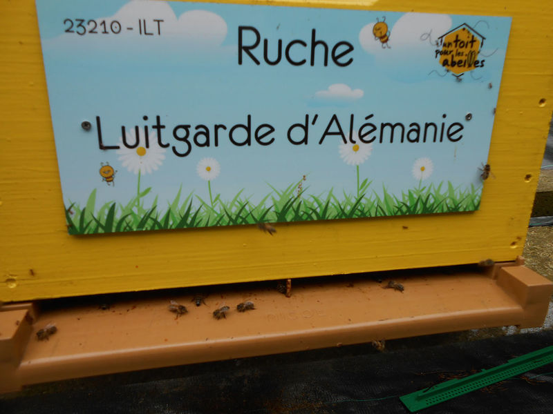 La ruche Luitgarde d