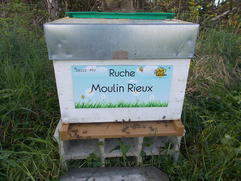 La ruche Moulin Rieux