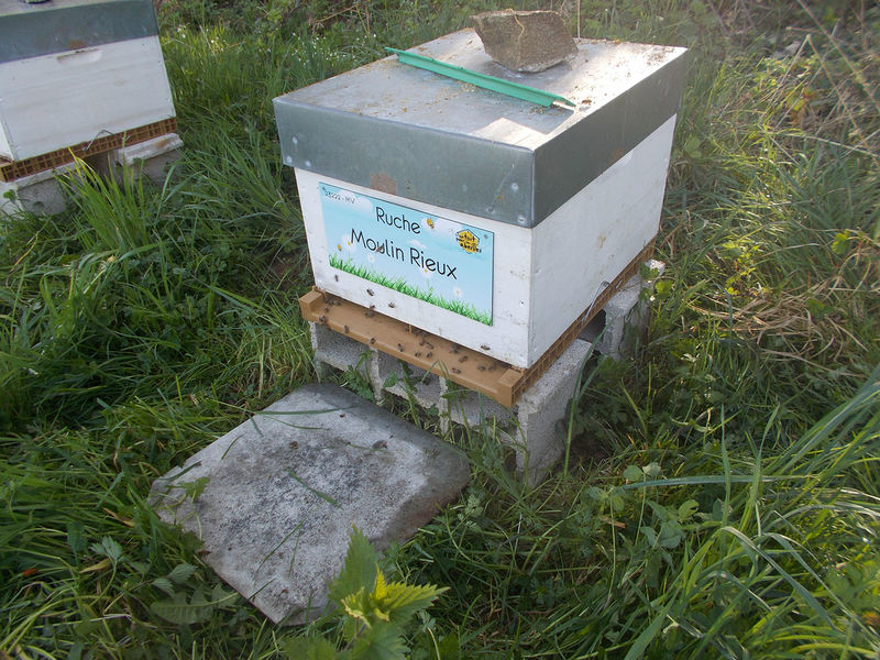 La ruche Moulin Rieux