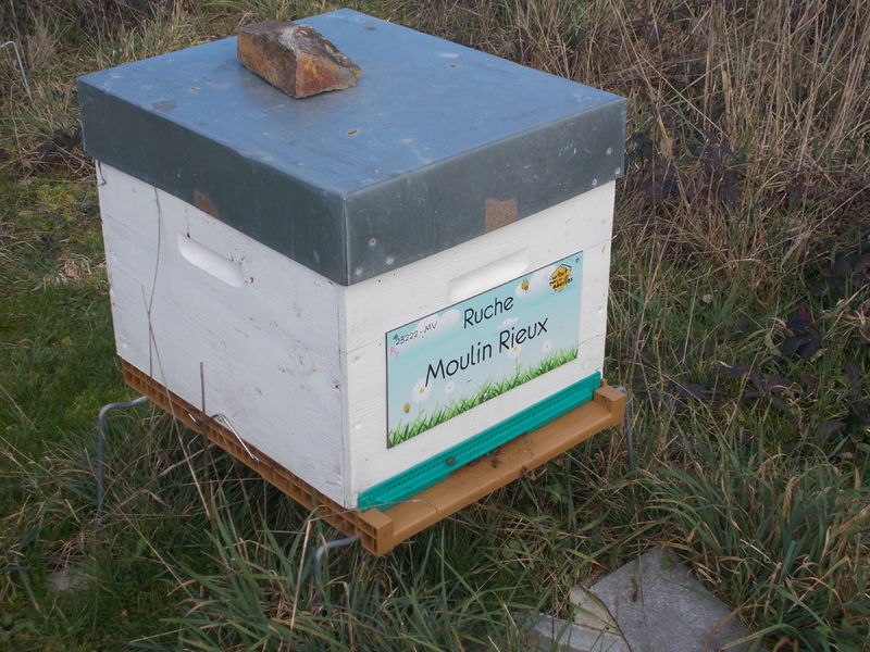 La ruche Moulin Rieux
