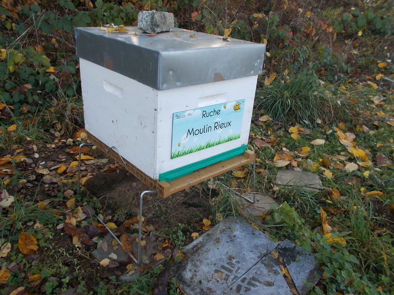 La ruche Moulin Rieux