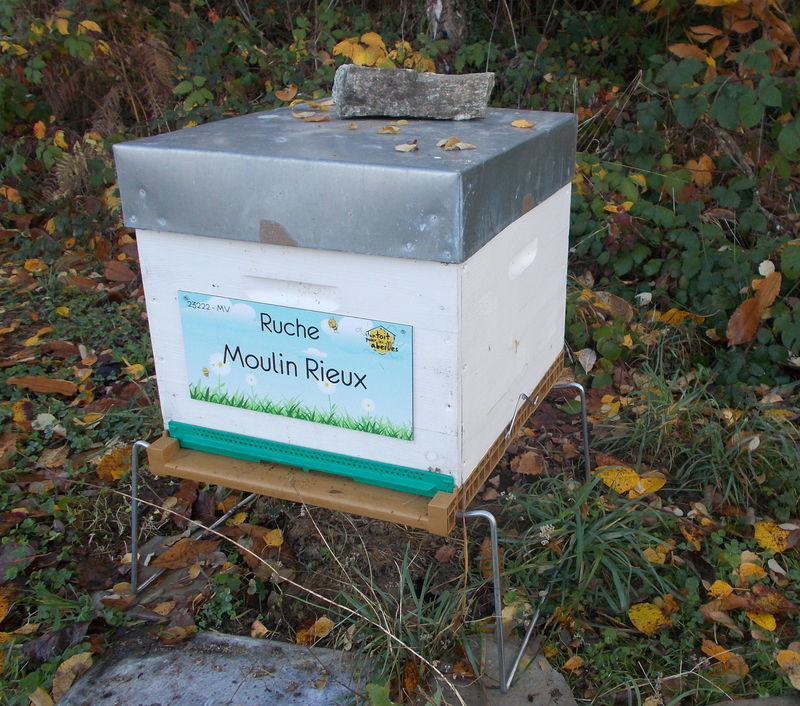 La ruche Moulin Rieux