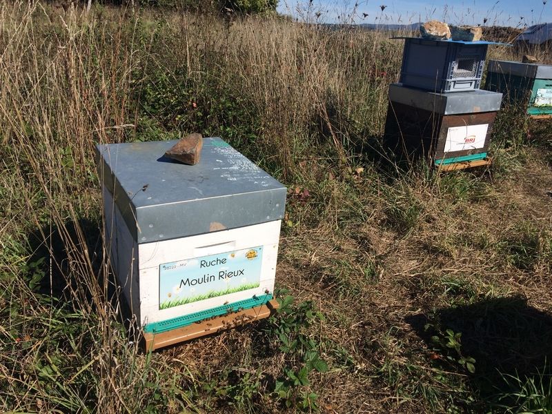La ruche Moulin Rieux