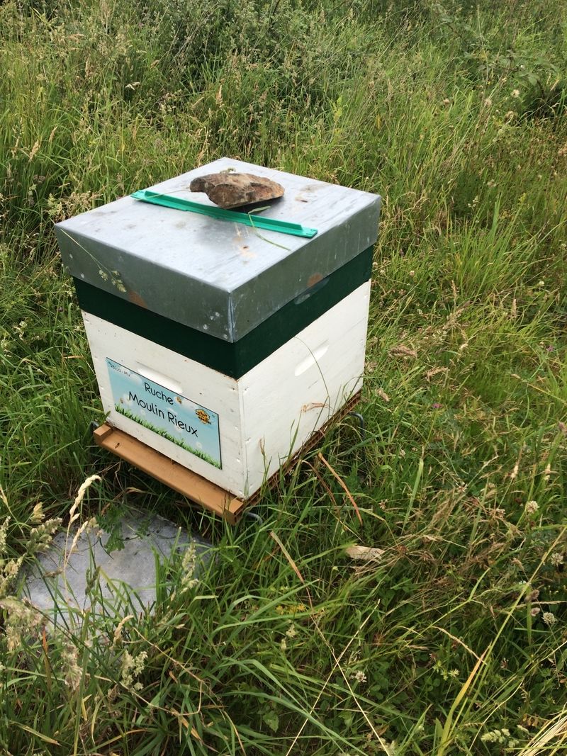 La ruche Moulin Rieux