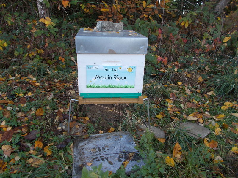 La ruche Moulin Rieux