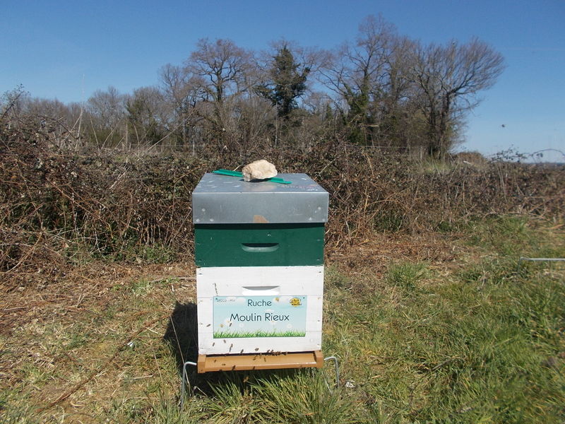La ruche Moulin Rieux