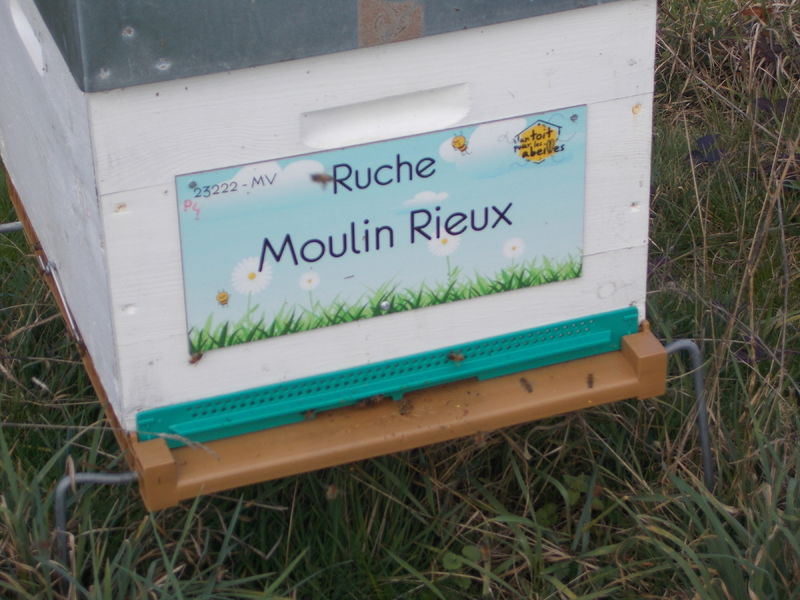 La ruche Moulin Rieux