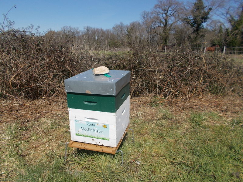 La ruche Moulin Rieux