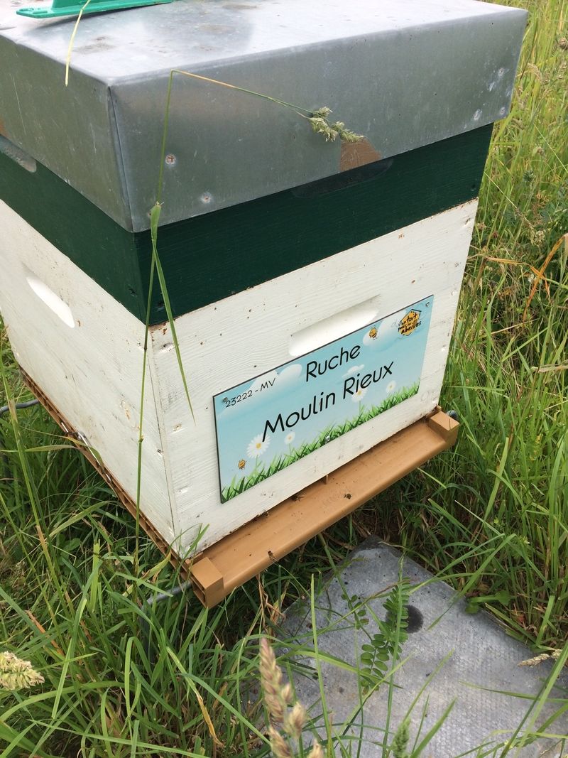 La ruche Moulin Rieux