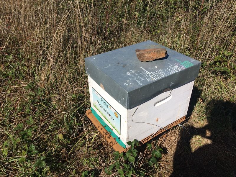 La ruche Moulin Rieux