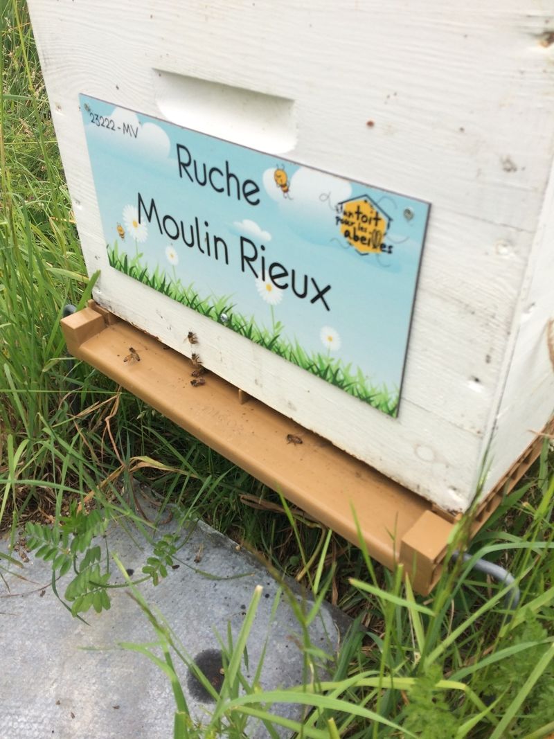 La ruche Moulin Rieux