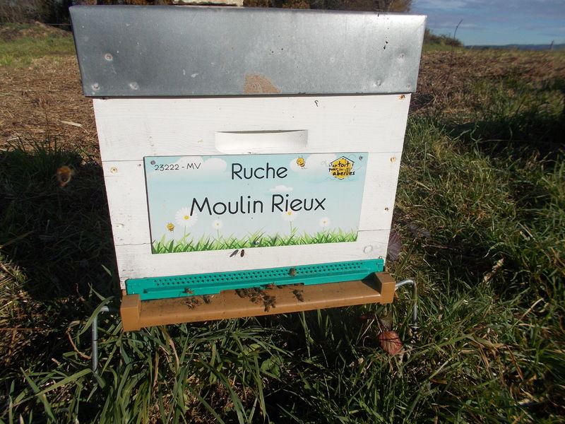 La ruche Moulin Rieux