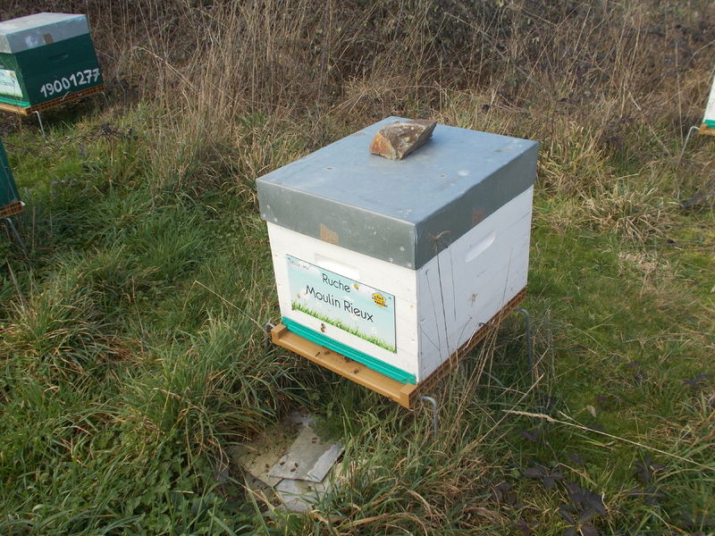 La ruche Moulin Rieux