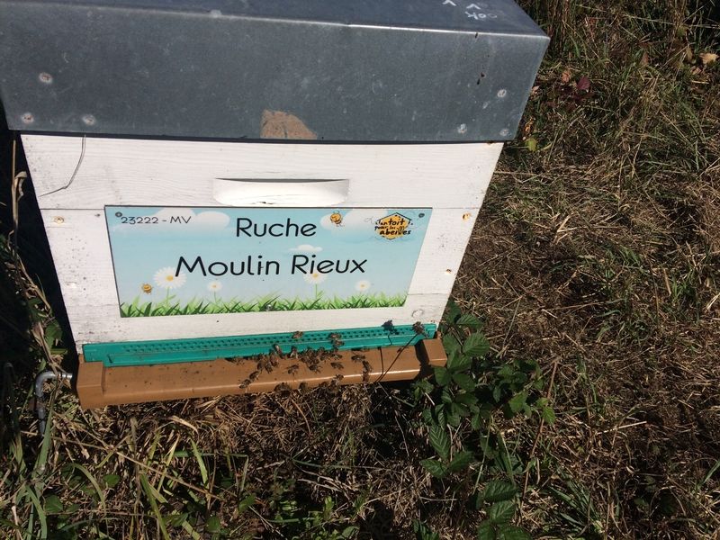 La ruche Moulin Rieux