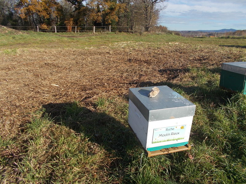 La ruche Moulin Rieux