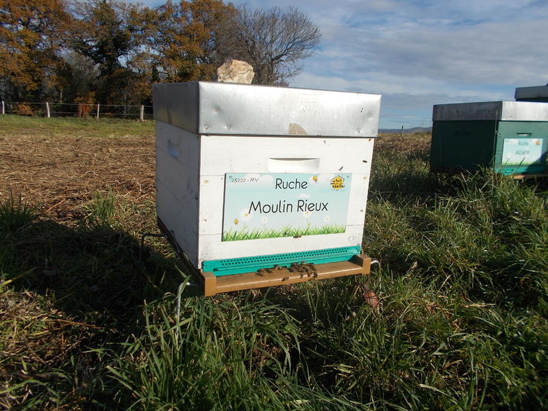 La ruche Moulin Rieux