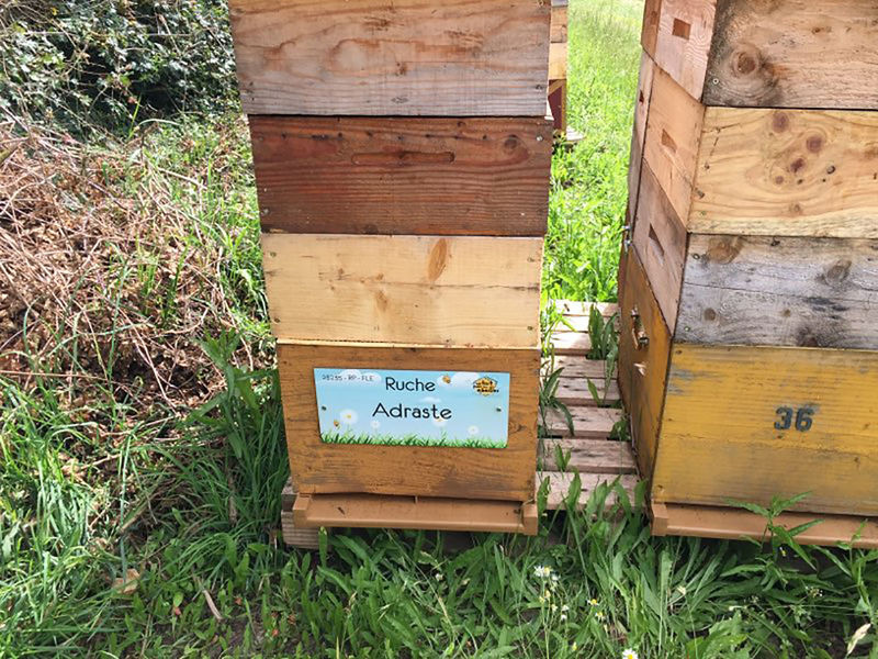 La ruche Adraste
