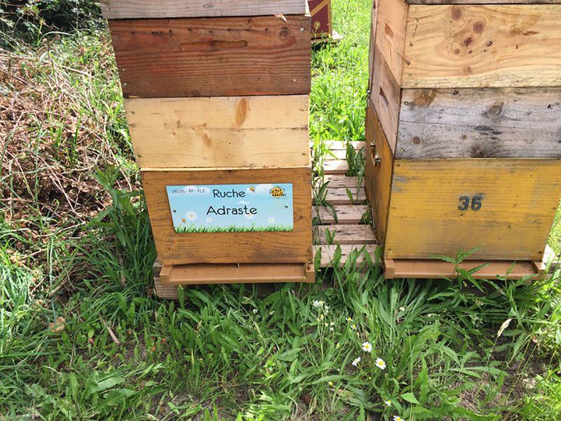 La ruche Adraste