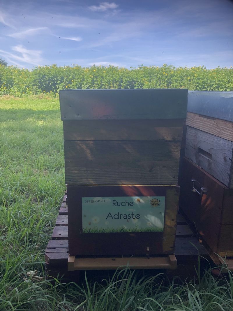 La ruche Adraste