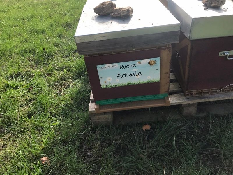 La ruche Adraste