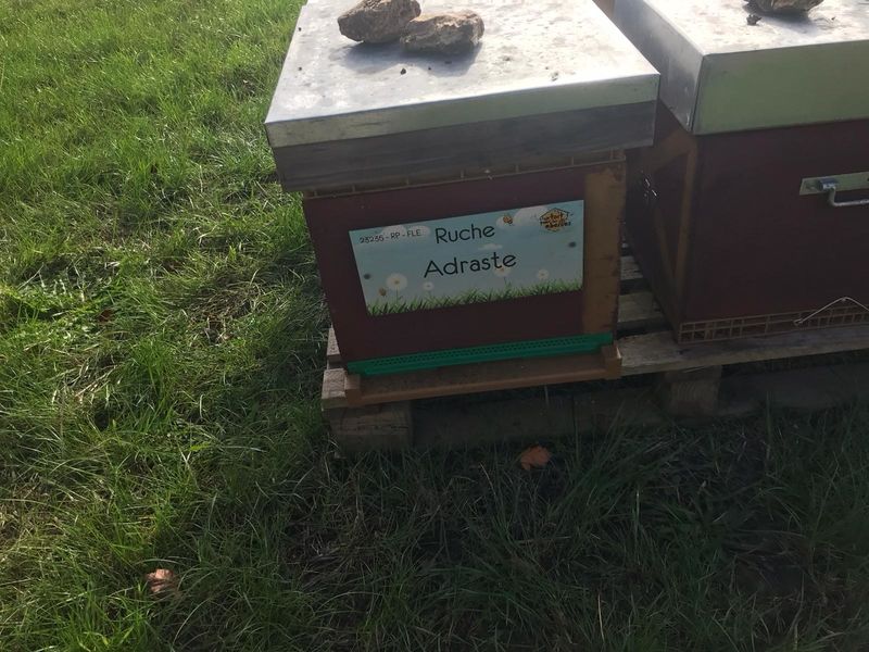 La ruche Adraste